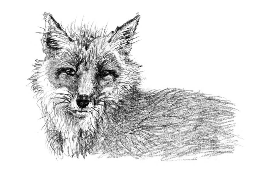 Fuchs, gezeichnet von Cornelia Funke