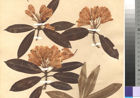 Pictures of the Herbarium Hamburgense
