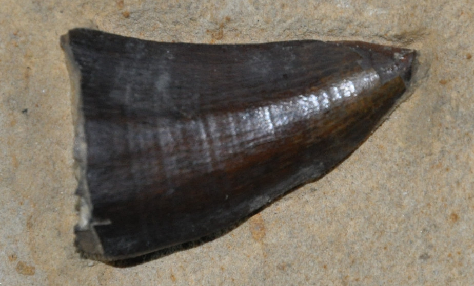 The photo shows a fossilized black canine tooth on a beige background.